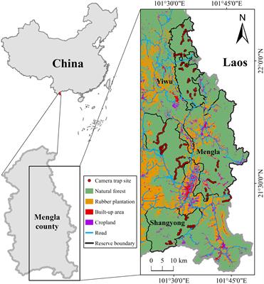 The extremely small body size of Williamson’s mouse deer (Tragulus williamsoni) allows coexistence with sympatric larger ungulates through temporal avoidance